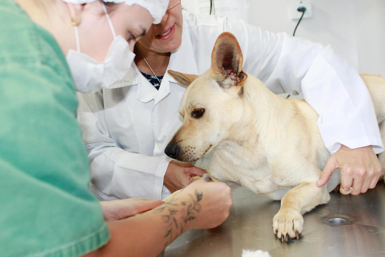 Destinados a cães e gatos machos, atendimentos do Castramóvel acontecerão, a partir desta sexta-feira (25), no Centro de Eventos Desireé Refosco