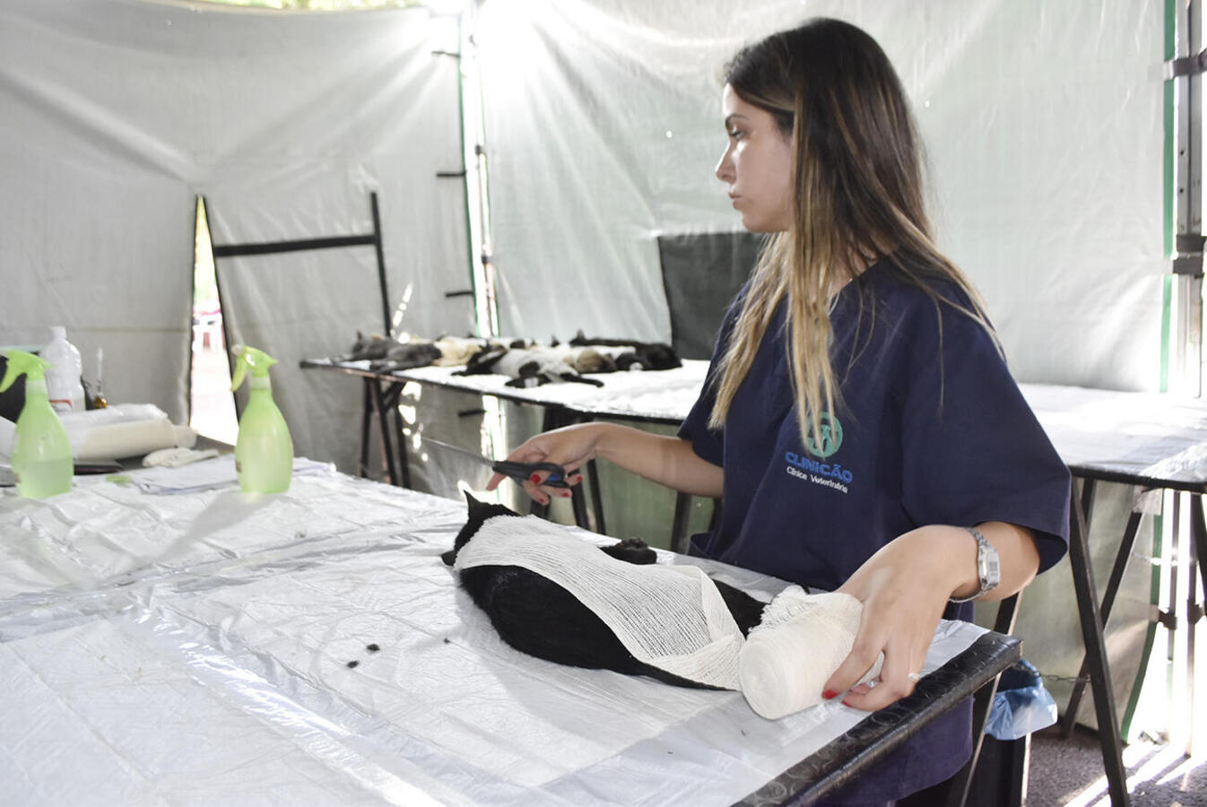 Mutirão do CastraPet atende em um dia o que a Proteção Animal tem a capacidade para atender em um mês na clínica conveniada do município