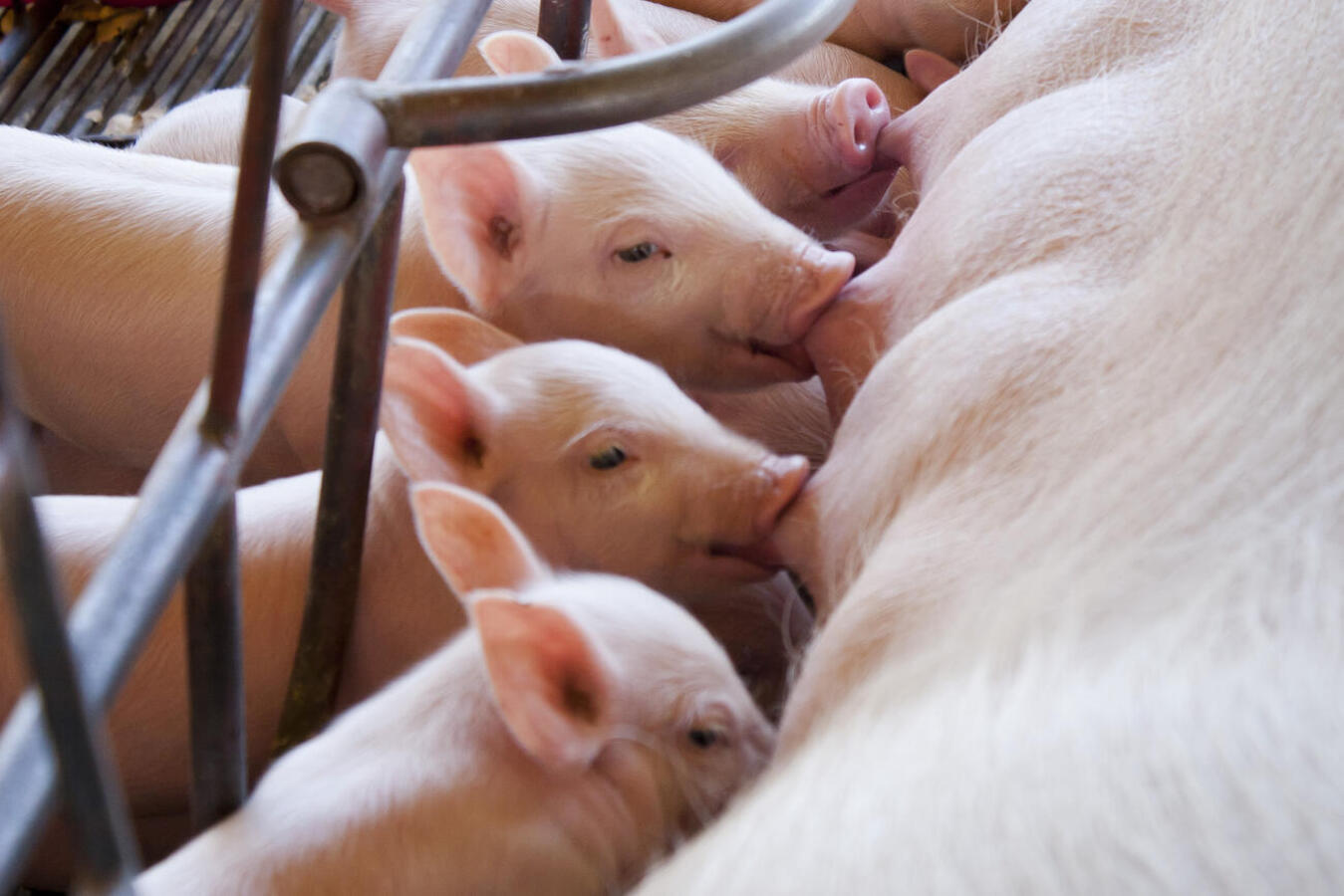 Inovação e sustentabilidade no mercado de proteína animal é tema do Inovameat Toledo 2023