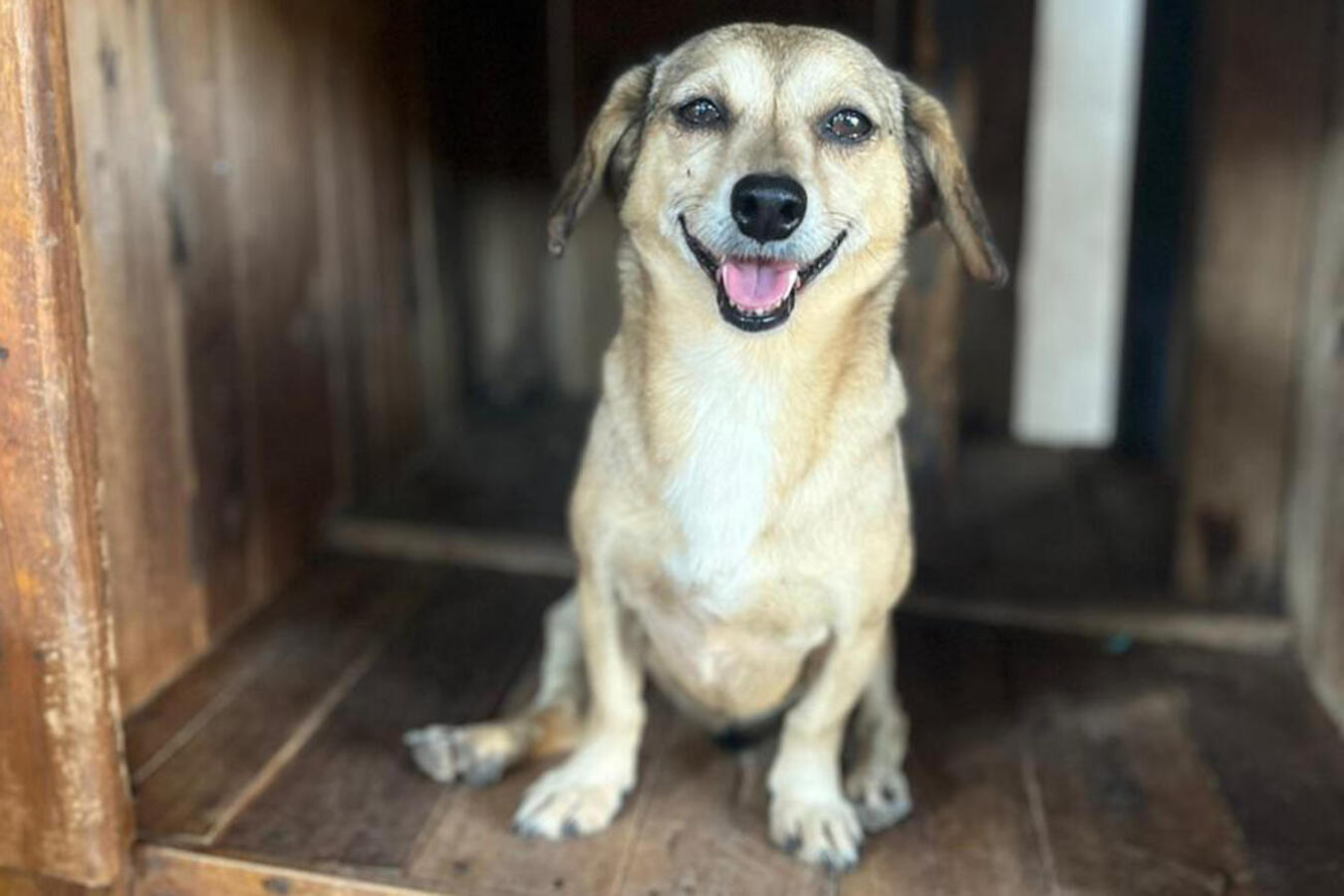 Durante este mês, doses serão aplicadas em cães e gatos comunitários, de famílias que integram o CadÚnico ou que estão sob guarda de protetoras cadastradas pela SMMA