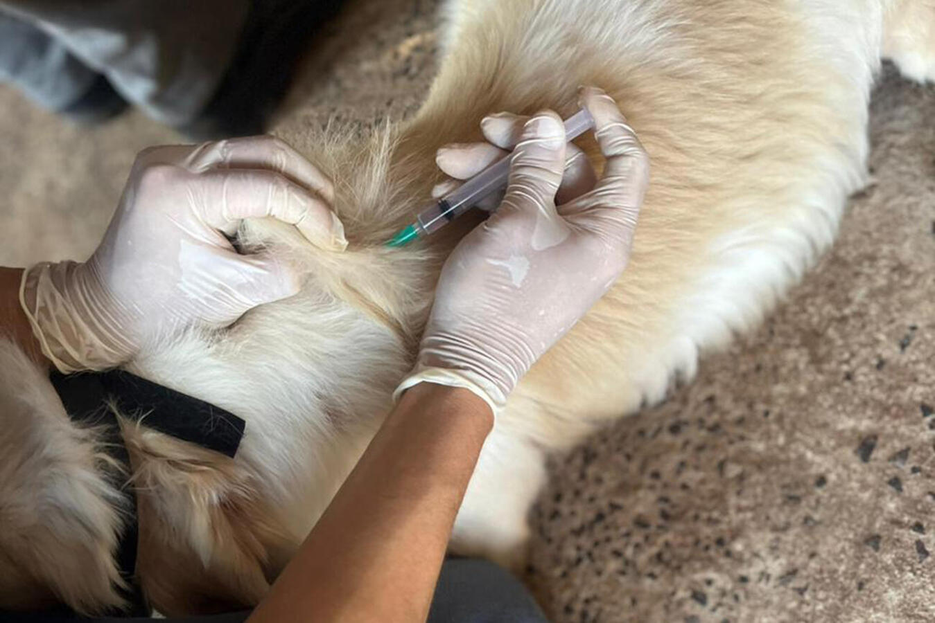 Durante este mês, doses serão aplicadas em cães e gatos comunitários, de famílias que integram o CadÚnico ou que estão sob guarda de protetoras cadastradas pela SMMA