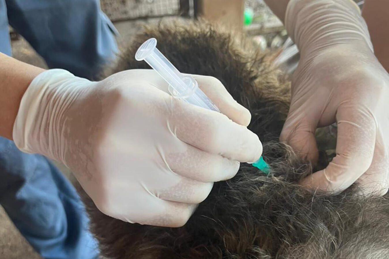Durante este mês, doses serão aplicadas em cães e gatos comunitários, de famílias que integram o CadÚnico ou que estão sob guarda de protetoras cadastradas pela SMMA