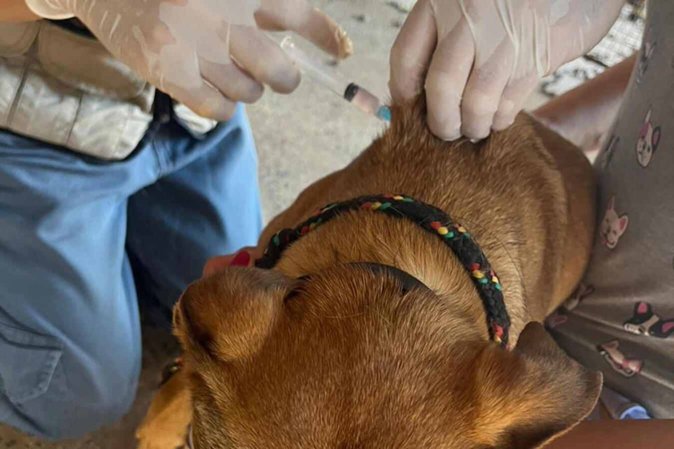 Durante este mês, doses serão aplicadas em cães e gatos comunitários, de famílias que integram o CadÚnico ou que estão sob guarda de protetoras cadastradas pela SMMA