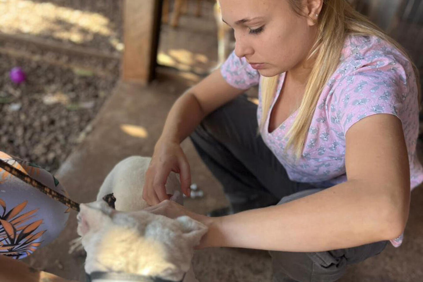 Durante este mês, doses serão aplicadas em cães e gatos comunitários, de famílias que integram o CadÚnico ou que estão sob guarda de protetoras cadastradas pela SMMA