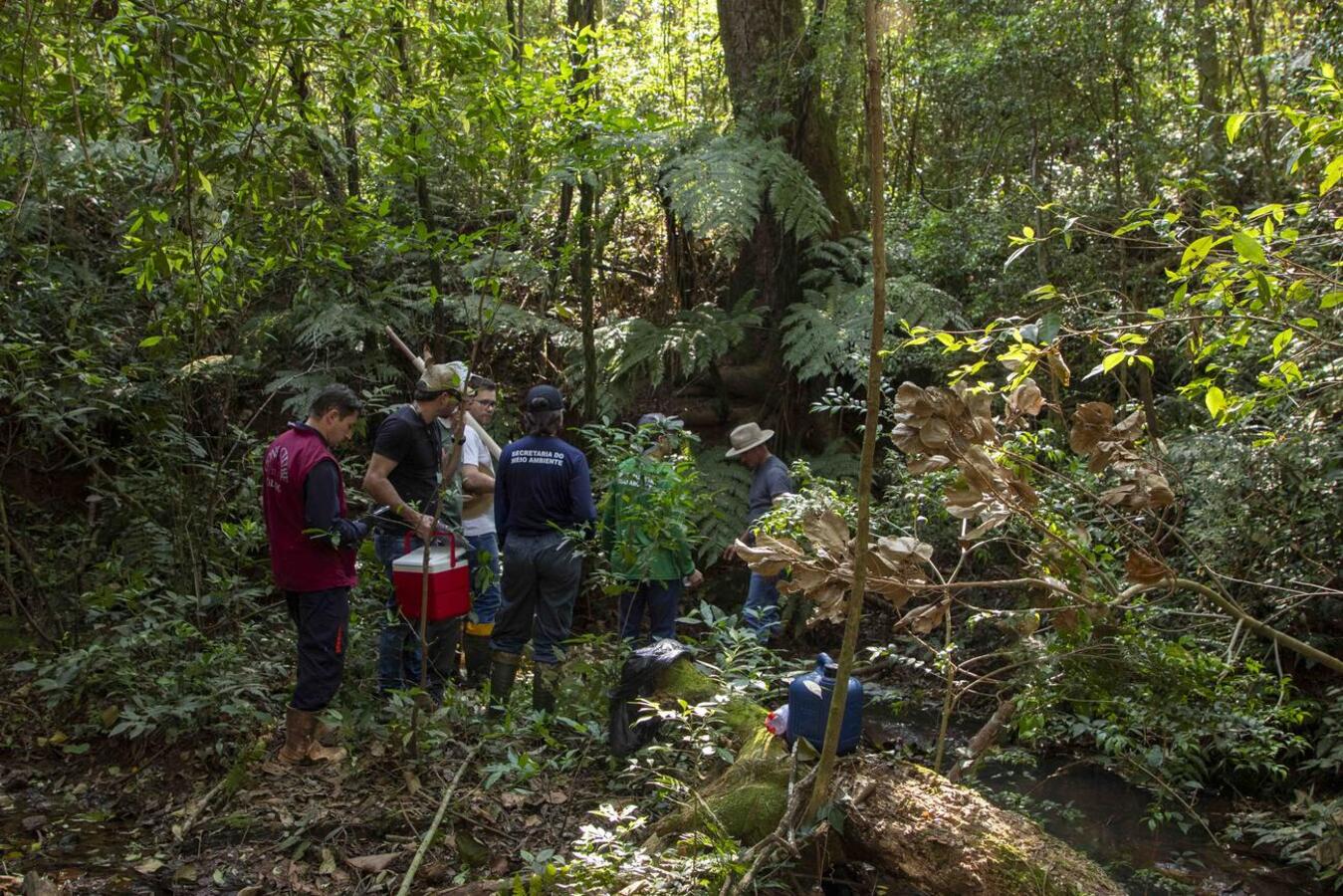 O Dia da Árvore tem como objetivo a conscientização a respeito desse importante e vital recurso natural 