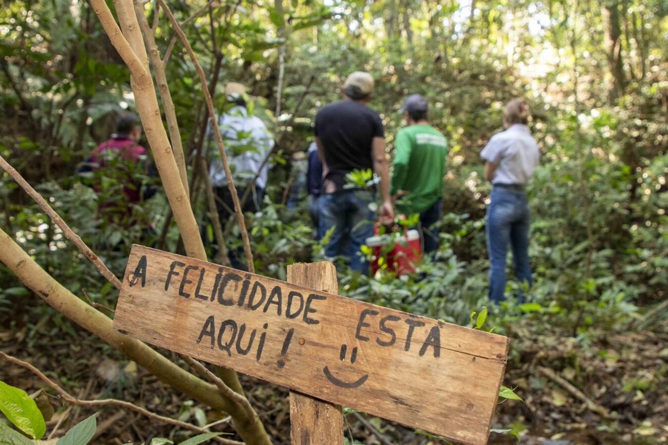 O Dia da Árvore tem como objetivo a conscientização a respeito desse importante e vital recurso natural 
