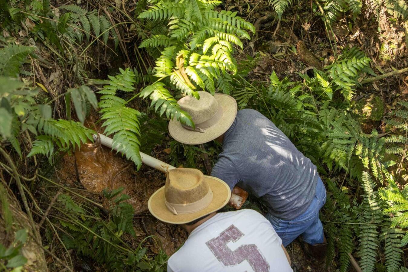 O Dia da Árvore tem como objetivo a conscientização a respeito desse importante e vital recurso natural 