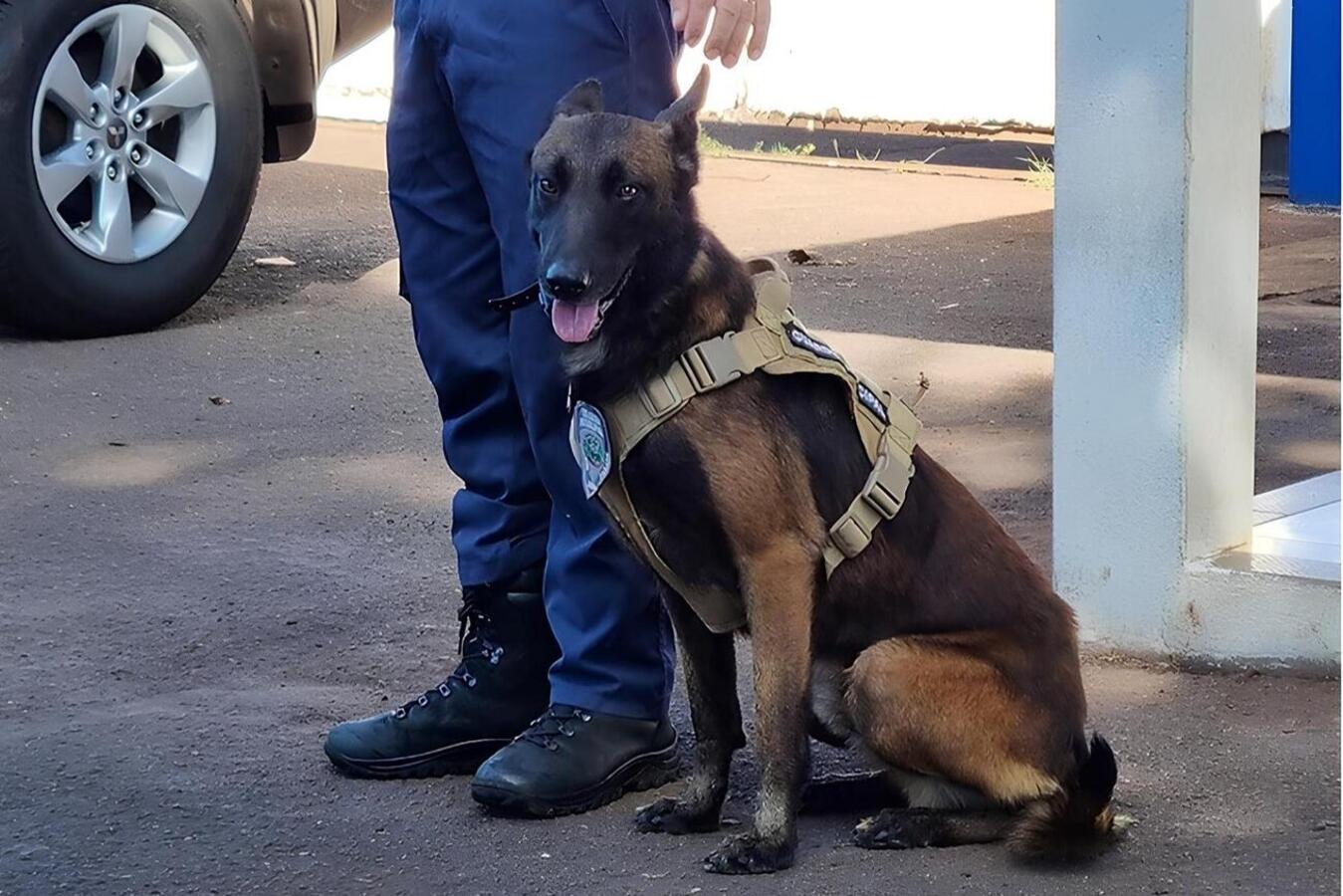 Órgão auxiliar das forças de segurança, corporação foi criada pela Lei 1.764/1994, com o objetivo de zelar pelo patrimônio público municipal e proteger a população