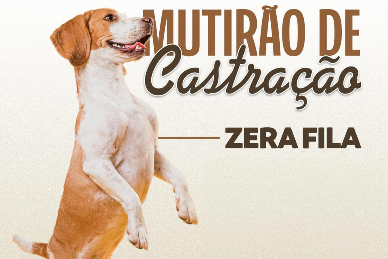 Desde o início do mês, 425 cirurgias foram agendados no Castramóvel e em clínica conveniada, atendendo, assim, a todas as solicitações feitas até 30 de abril