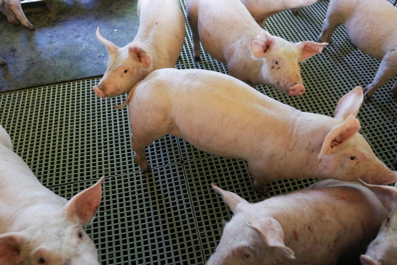 Dados divulgados nesta quarta (19) pela Seab apontam que Valor Bruto da Produção Agropecuária (VBP) do município em 2023 foi de R$ 4.592.013.664,21