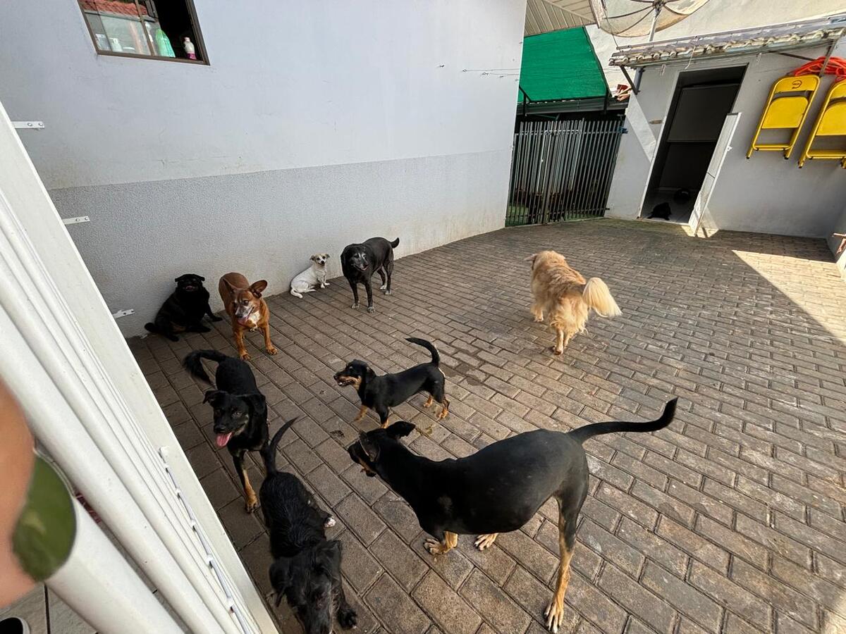 Ação visa atualizar o número de animais para adoção em Toledo e adequar o Banco de Ração