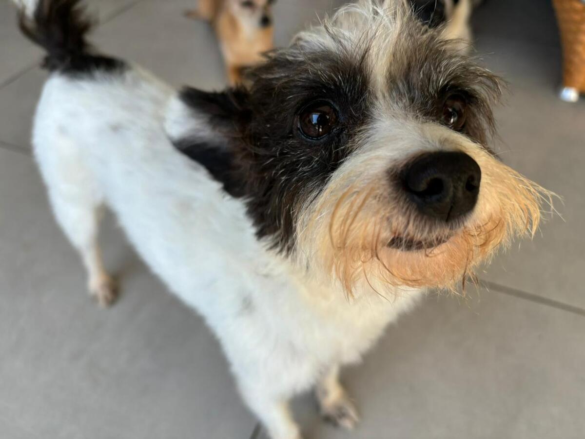 Ação visa atualizar o número de animais para adoção em Toledo e adequar o Banco de Ração