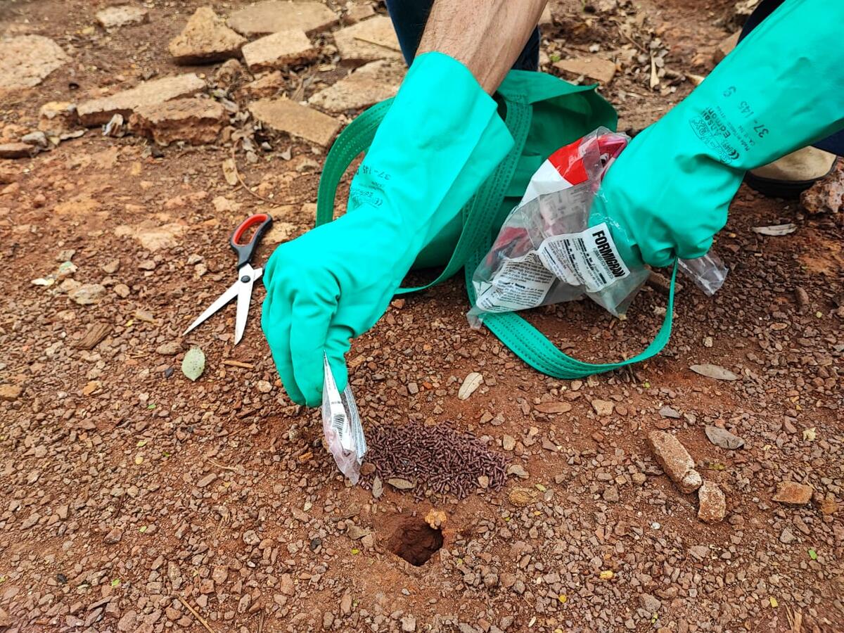 A Secretaria de Agricultura e Proteína Animal, visando minimizar os danos causados ao meio ambiente pela formiga cortadeira, realizou ações para o controle do inseto