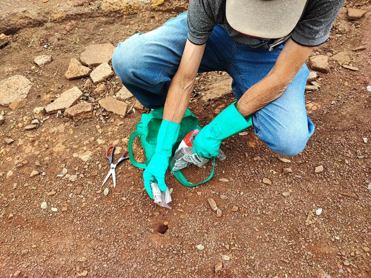 A Secretaria de Agricultura e Proteína Animal, visando minimizar os danos causados ao meio ambiente pela formiga cortadeira, realizou ações para o controle do inseto