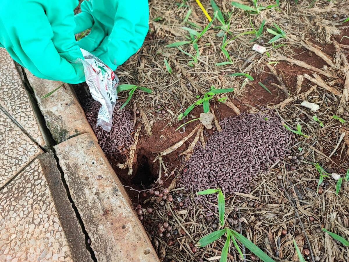A Secretaria de Agricultura e Proteína Animal, visando minimizar os danos causados ao meio ambiente pela formiga cortadeira, realizou ações para o controle do inseto