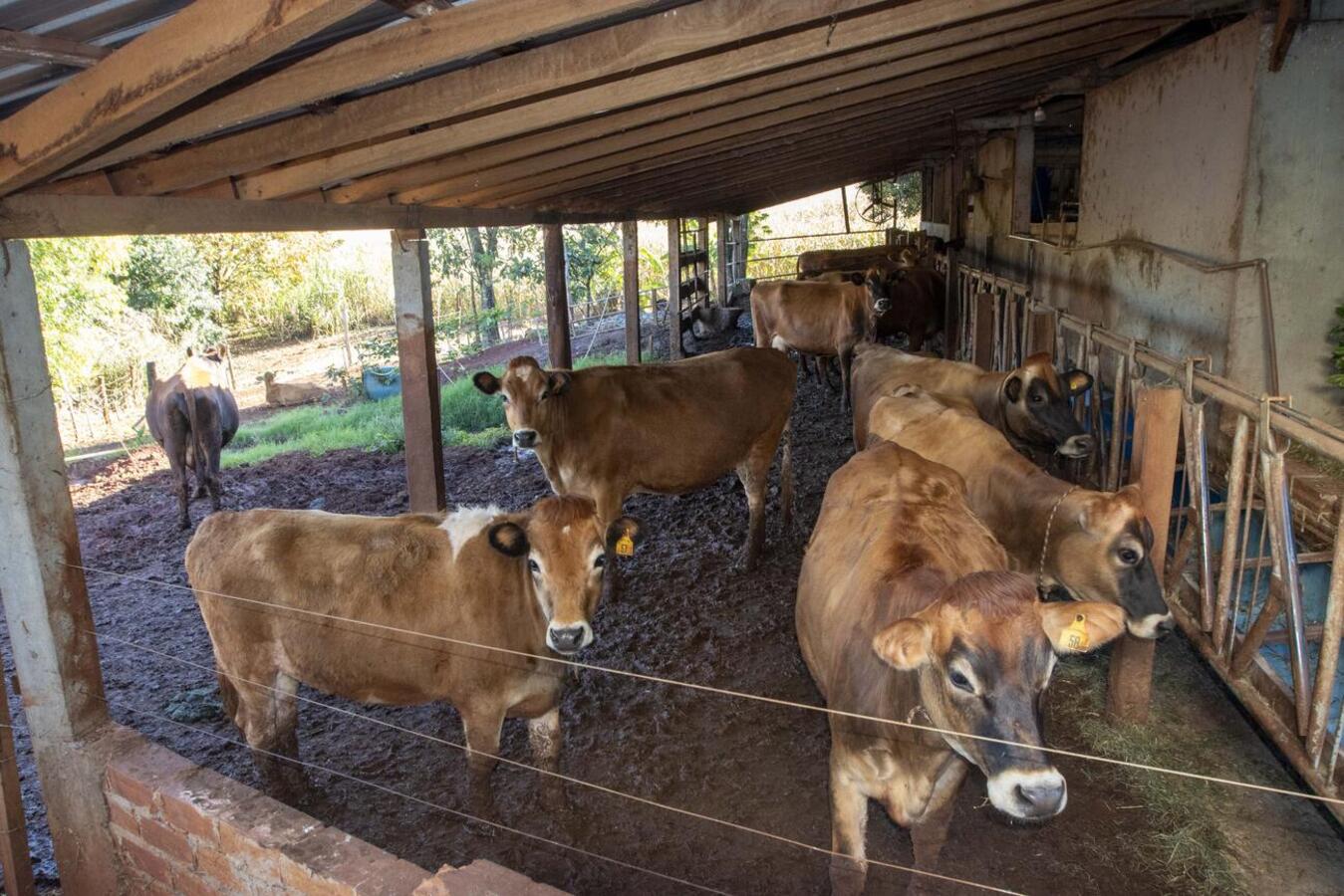 Integrado ao Susaf-PR e ao Sisbi-POA, Serviço de Inspeção Municipal tem oferecido suporte para produtores locais poderem expandir os seus negócios