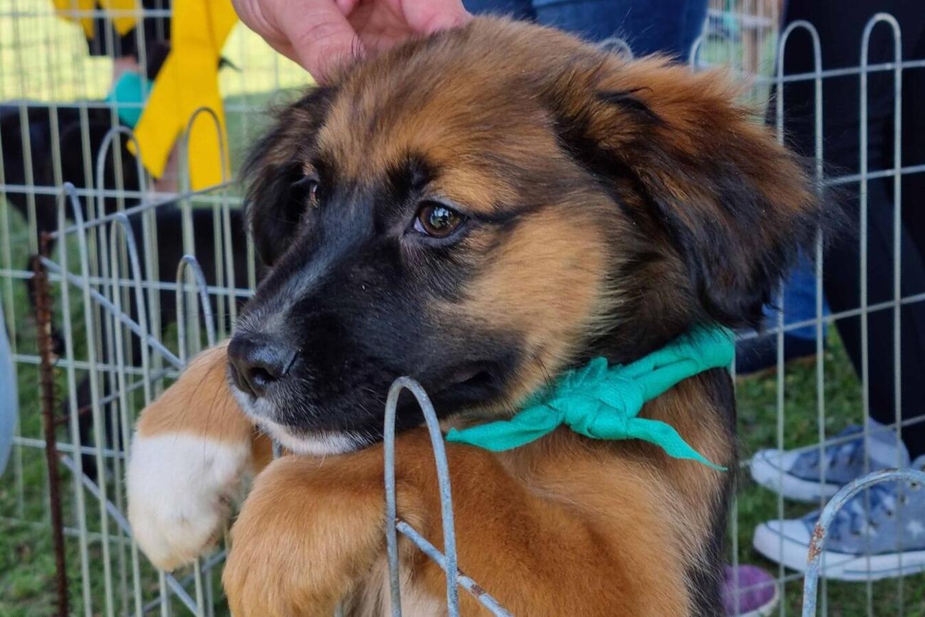 No sábado, a partir das 9h, o espaço recebe campanha de vacinação contra a raiva em cães e gatos; nos dias 30 e 31, à tarde, feira de adoção de animais