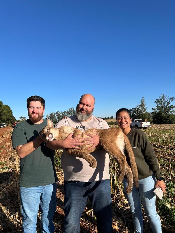 Proteção Animal de Toledo faz o resgate de uma onça parda, com o apoio do IAT de Toledo, Zoológico de Cascavel e UFPR de Palotina