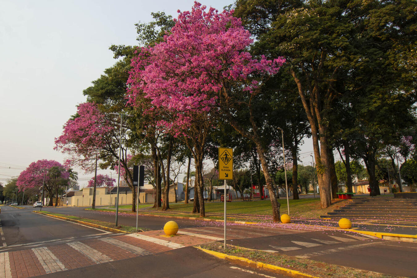 Buscando conhecimento sobre como a população enxerga a arborização da cidade, a Secretaria do Meio Ambiente está realizando uma pesquisa sobre o tema, na qual toda a comunidade pode responder