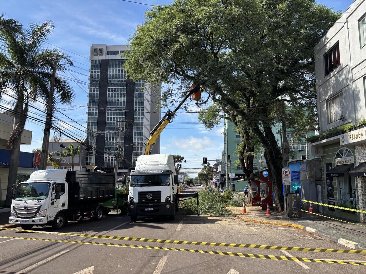Trabalho ocorreu na manhã de terça (2), após isolamento da área, em trabalho conjunto da Defesa Civil, da Guarda Municipal e das secretarias de Infraestrutura Rural e Urbana e do Meio Ambiente