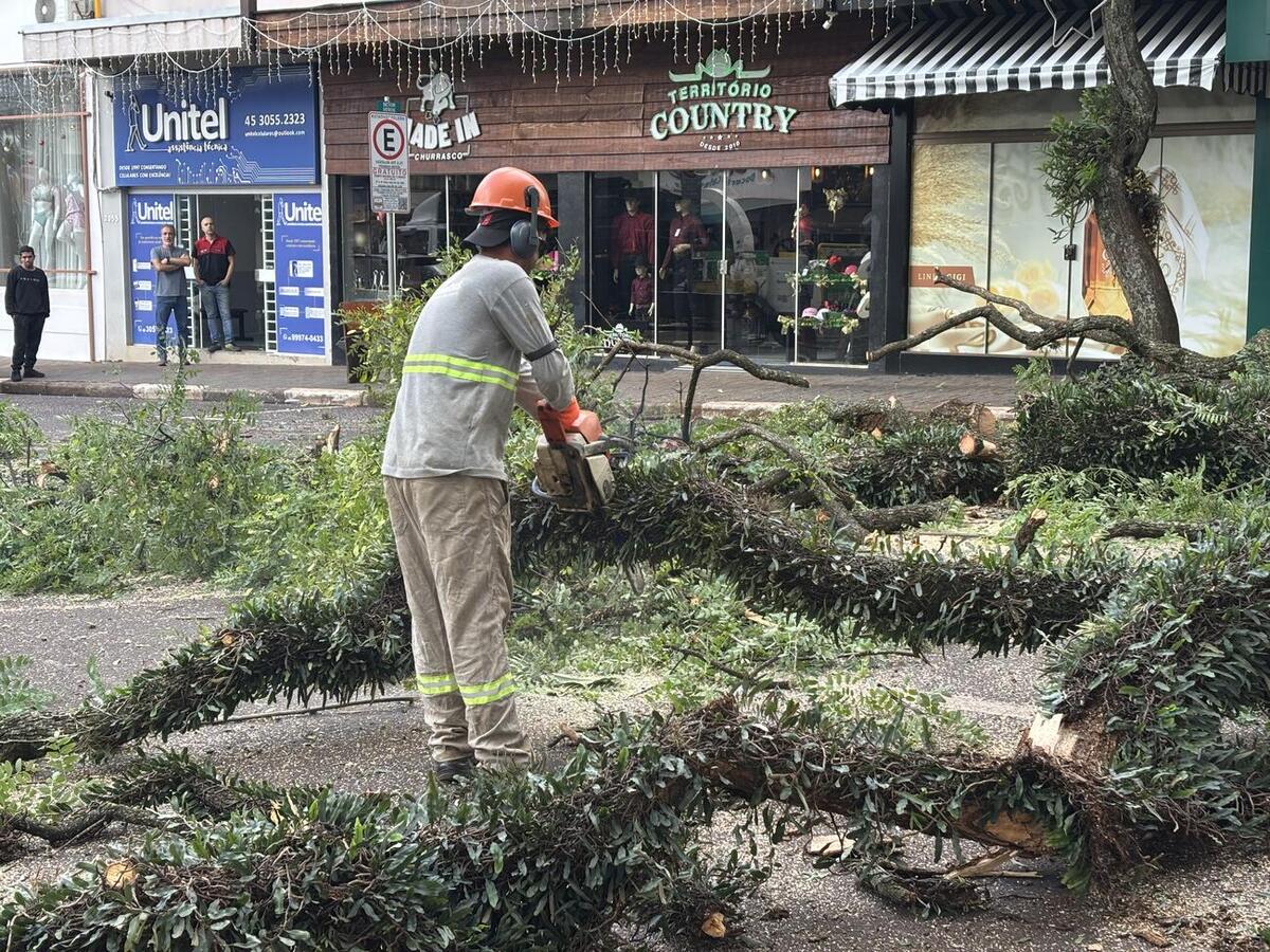 Objetivo é garantir a segurança. Replantio será feito com espécies mais adaptadas às necessidades da área central da cidade