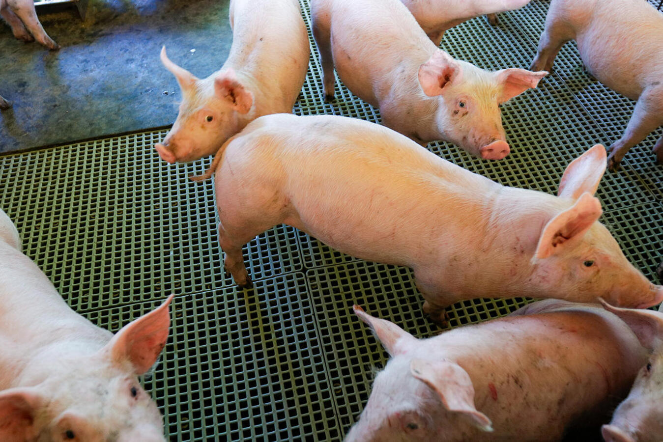 Dados preliminares divulgados pela Seab apontam que o Valor Bruto da Produção Agropecuária do município cresceu 9,32% em 2025, chegando a R$ 5,160 bilhões