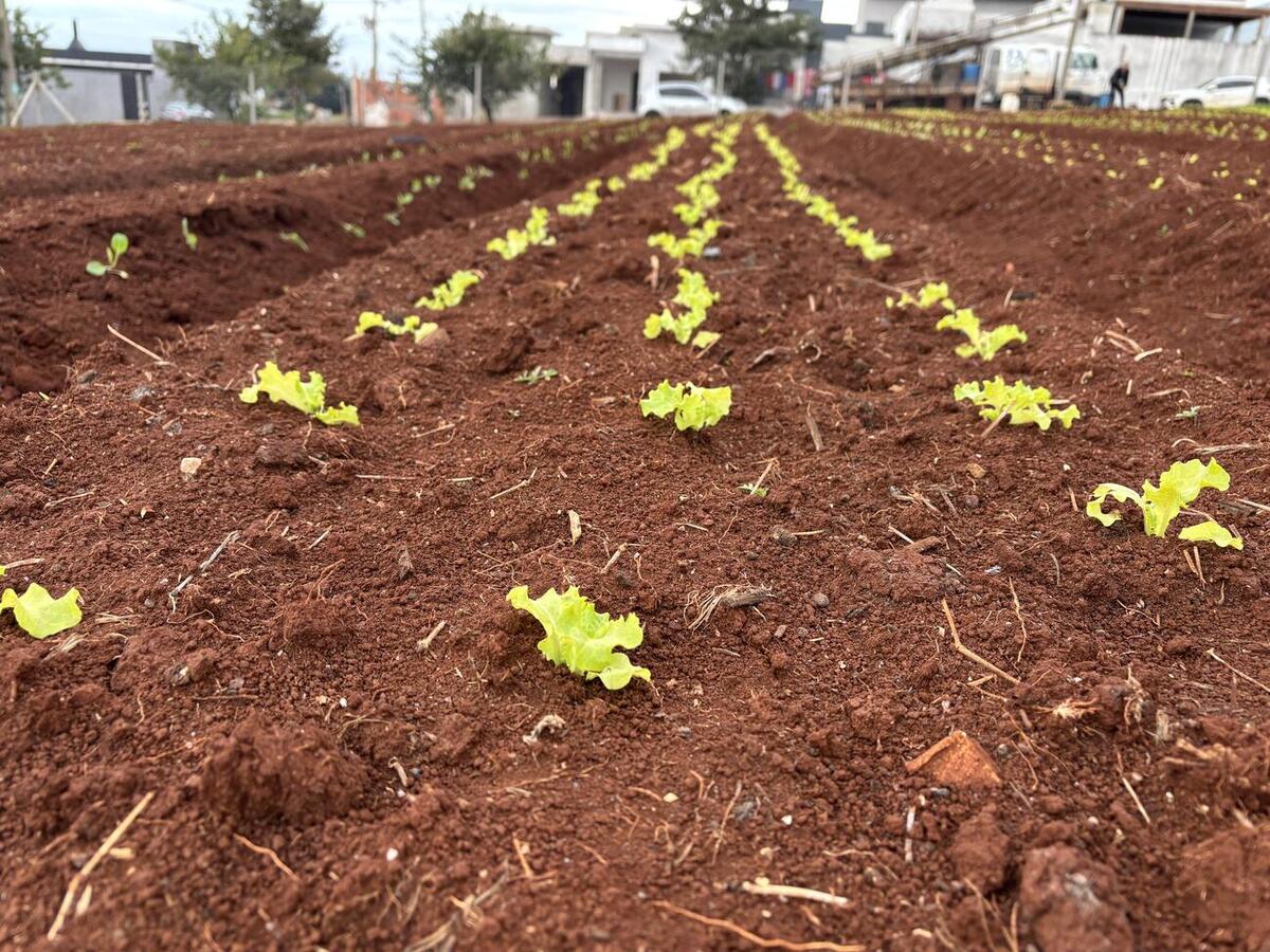 Projeto da Secretaria de Agricultura e Proteína Animal ocupa área pública de 2.200 m² e inicia atividades com três famílias
