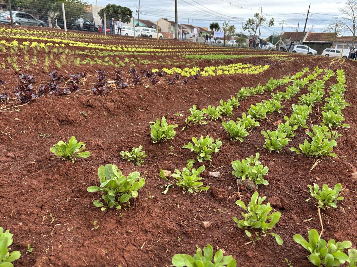 Projeto da Secretaria de Agricultura e Proteína Animal ocupa área pública de 2.200 m² e inicia atividades com três famílias