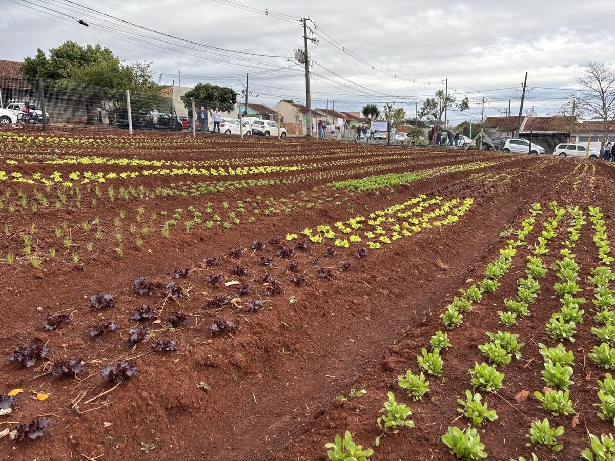 Projeto da Secretaria de Agricultura e Proteína Animal ocupa área pública de 2.200 m² e inicia atividades com três famílias