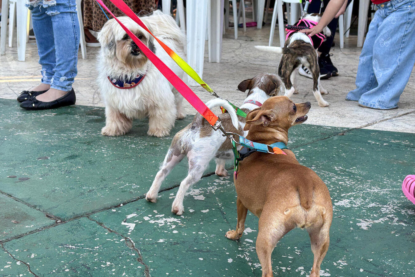Evento promovido no sábado (18), no  Diva Paim Barth, comercializou praticamente todos os produtos e reforçou a arrecadação das entidades de proteção animal 