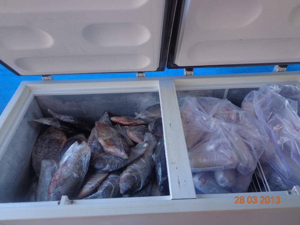 FEIRA DO PEIXE 2013 – MARÇO 2013