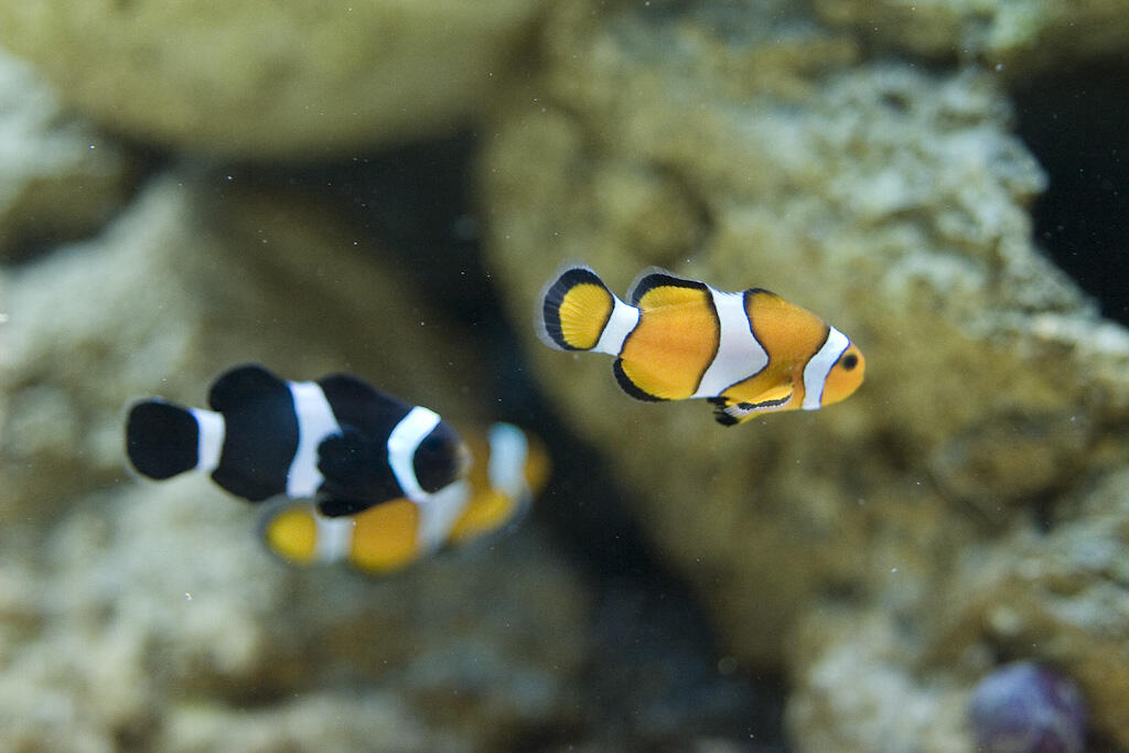 Peixes Marinhos