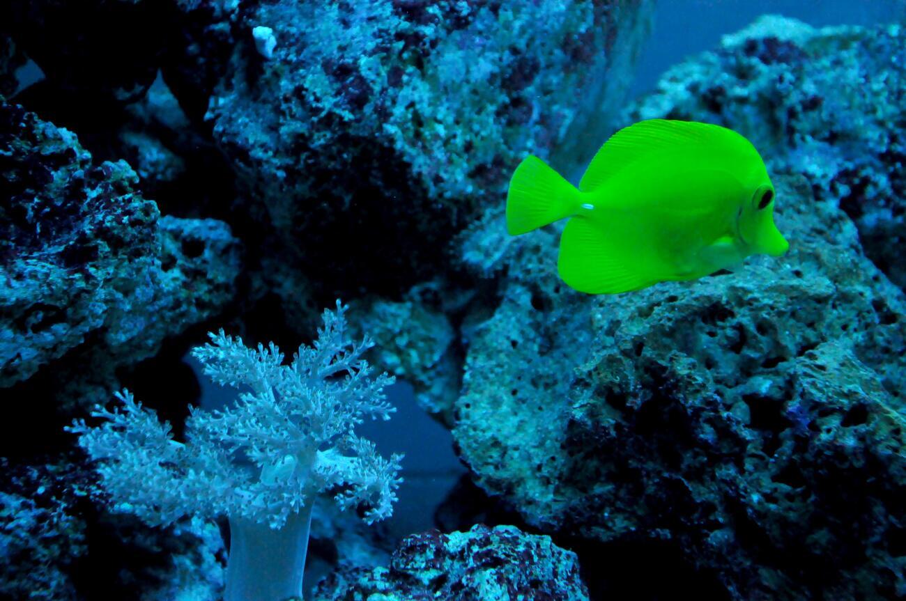 Peixe Marinho