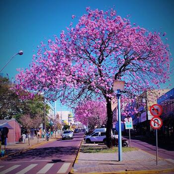 Avenida Maripá - CENTRO