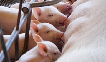 Inovação e sustentabilidade no mercado de proteína animal é tema do Inovameat Toledo 2023
