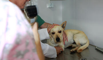 A Coordenação de Defesa e Proteção Animal reforça as vantagens de microchipar os animais domésticos