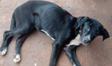 Caso foi relatado à Polícia Civil após denúncia feita por uma protetora. Animal foi imediatamente retirado das condições em que se encontrava