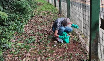 A Secretaria de Agricultura e Proteína Animal, visando minimizar os danos causados ao meio ambiente pela formiga cortadeira, realizou ações para o controle do inseto