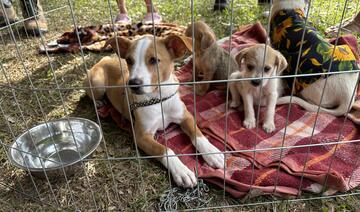 Ao todo, 50 animais foram colocados para adoção em evento no Parque Ecológico Diva Paim Barth, promovido pela Secretaria do Meio Ambiente