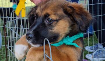 No sábado, a partir das 9h, o espaço recebe campanha de vacinação contra a raiva em cães e gatos; nos dias 30 e 31, à tarde, feira de adoção de animais