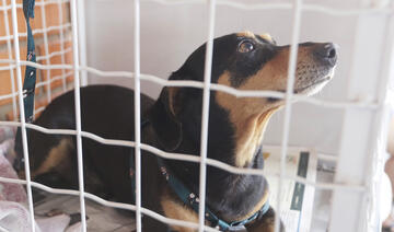 Recursos destinam-se à compra de antipulgas, vermífugos e anti-inflamatórios para atendimento de animais resgatados, vítimas de maus-tratos e em situação de rua