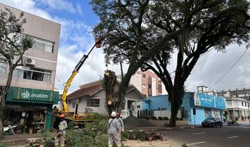 Objetivo é garantir a segurança. Replantio será feito com espécies mais adaptadas às necessidades da área central da cidade